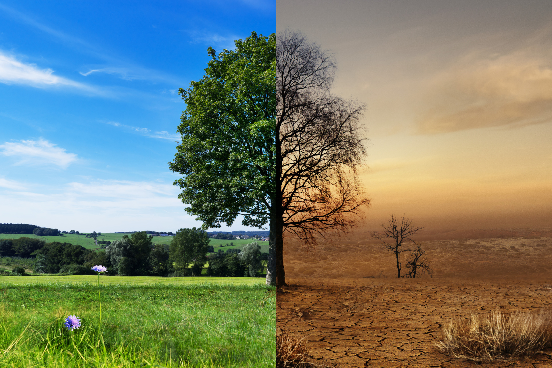 Klimawandel Ein Baum links gesund und rechts Dürre