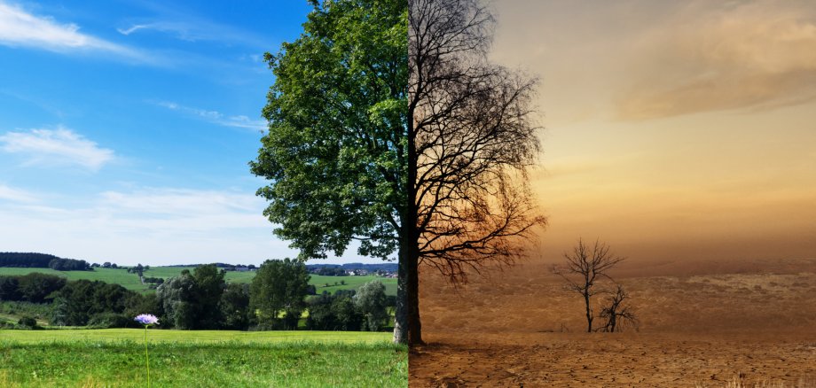 Klimawandel Ein Baum links gesund und rechts Dürre